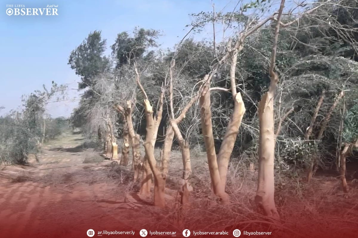 Dispute emerges over cutting of olive trees at Tarhuna agricultural project